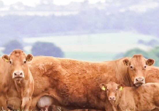 Killerton Herd Reduction Sale