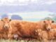 Killerton Herd Reduction Sale
