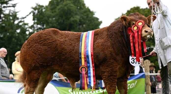Jalex hat-trick at Limousin national show