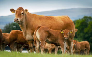 Spittalton Limousin Reduction Sale Tops at 11,000gns