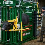 Cattle crush 1