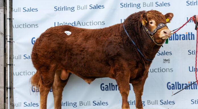 Anside Titan tops Stirling October Sale at 14,000gns