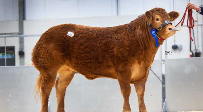 Garrowby-Toffee-22000gns