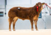 FoxhillFarm-Unique-25000gns