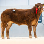 Foxhillfarm’s Unique Calf Leads Red Ladies at 25,000gns FoxhillFarm-Unique-25000gns