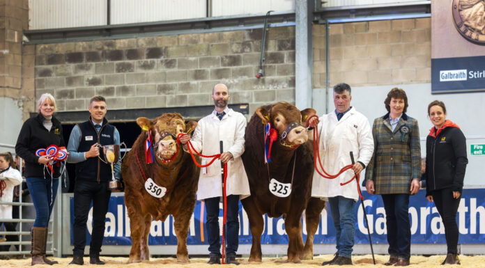 Strong Demand for Commercial Limousin Brings Record Breakers at Stirling Spring Sale