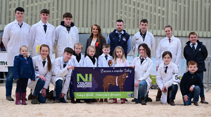 ‘Rising Stars’ shine at Limousin calf show