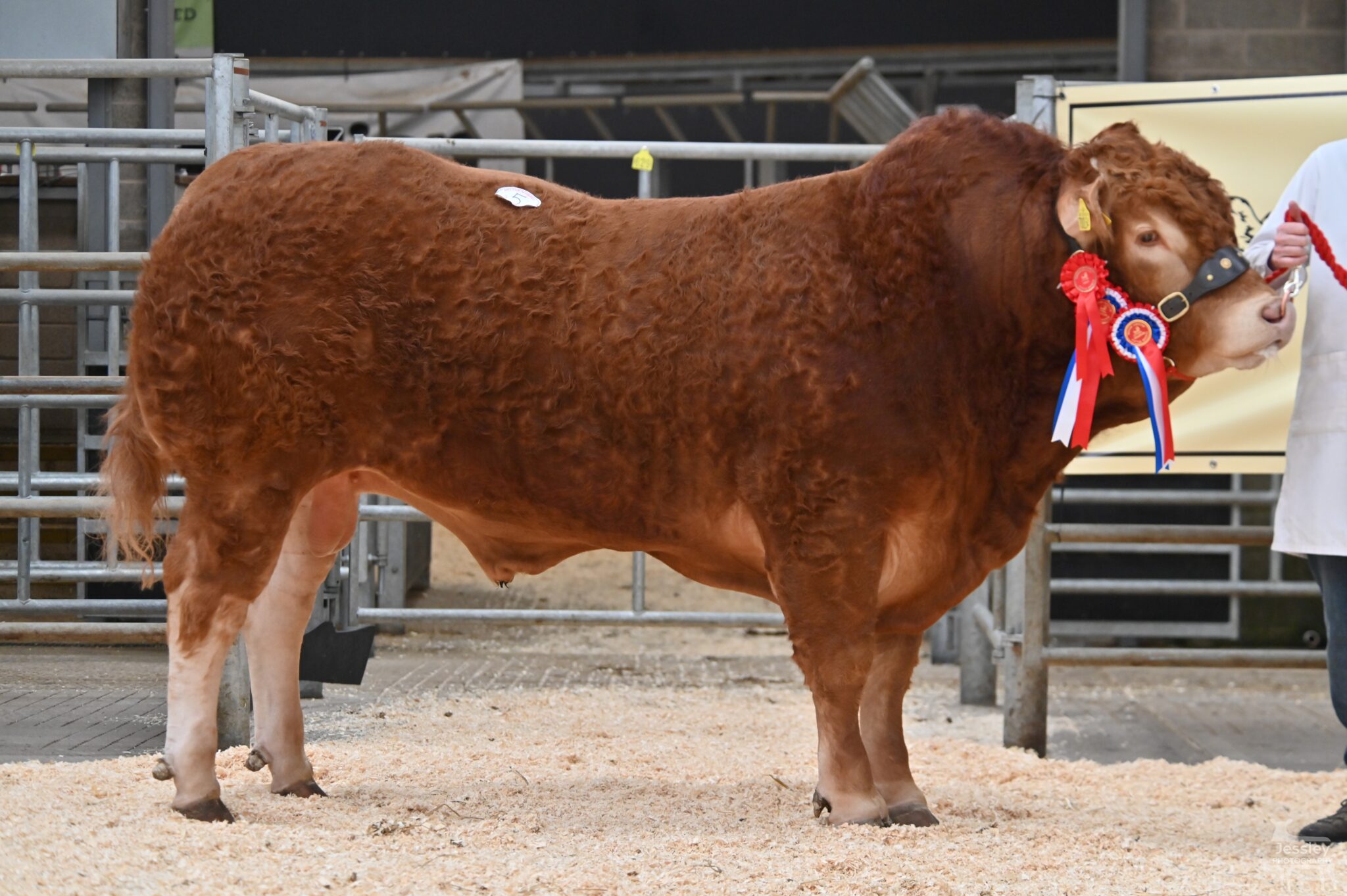 Topgun Fires to the Top at Melton | British Limousin Cattle Society