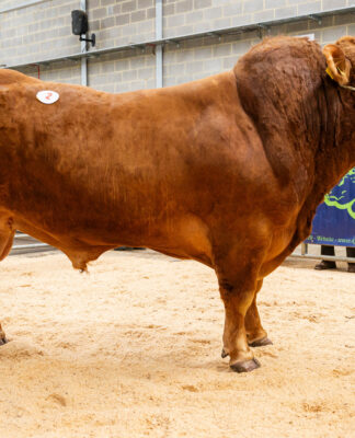 NE club sale, Darlington