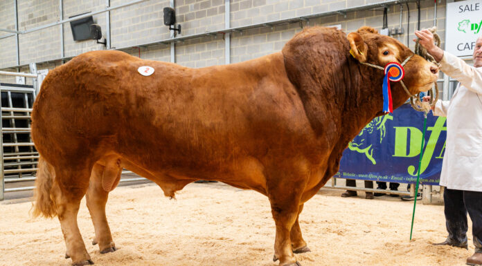 NE club sale, Darlington