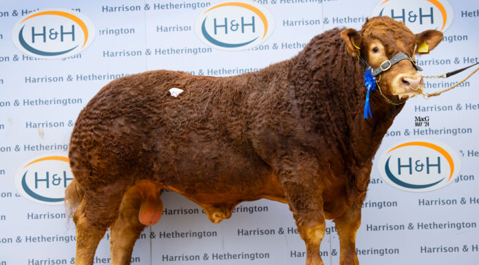 Cowin Tequin Tops Carlisle at 38,000gns
