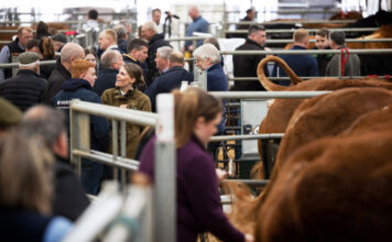 Strong Commercial Demand for Limousin at Stirling