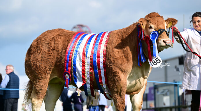 Interbreed Sensation for Limousin at Balmoral