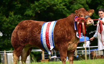 The Duchess is toast of Antrim Limousin line-up