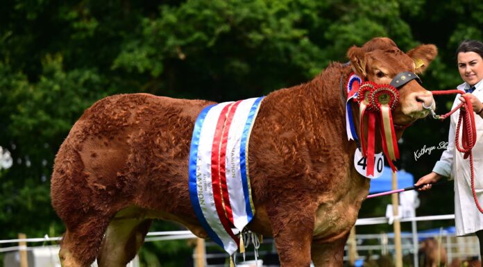 The Duchess is toast of Antrim Limousin line-up
