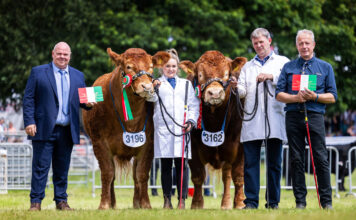 The unbeatable Tangerine takes full honours at the Royal Welsh show.