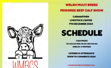 Welsh Multi Breed Pedigree Beef Calf Show 2024