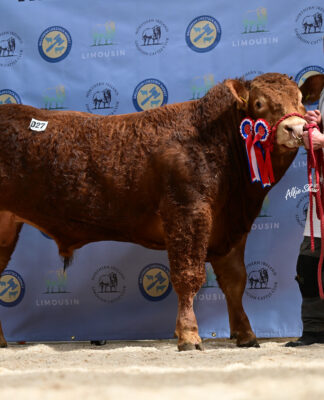 Complete clearance as Limousin bulls sell to a top of 8,200gns