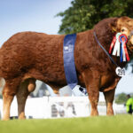 ANSIDE UFO REIGNS SUPREME AT ROYAL HIGHLAND SHOW