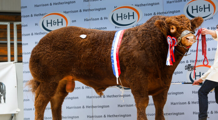 Goldies claim Victory at the Carlisle October Sale