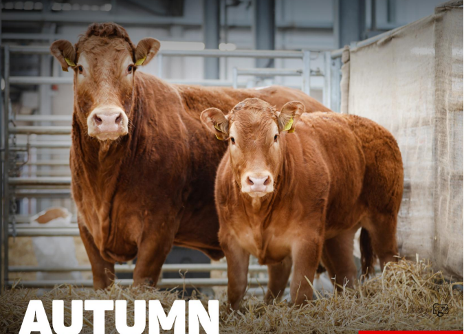 East Mids Club Sale Catalogue Oct 2025