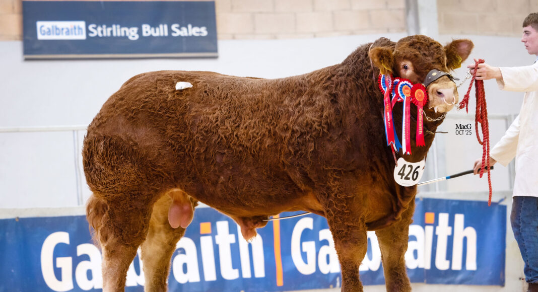 CONFIDENCE IN LIMOUSIN CONTINUES WITH STRONG ROBUST TRADE AT STIRLING
