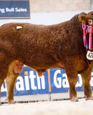 CONFIDENCE IN LIMOUSIN CONTINUES WITH STRONG ROBUST TRADE AT STIRLING