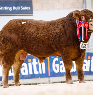 CONFIDENCE IN LIMOUSIN CONTINUES WITH STRONG ROBUST TRADE AT STIRLING
