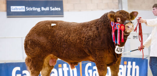 CONFIDENCE IN LIMOUSIN CONTINUES WITH STRONG ROBUST TRADE AT STIRLING