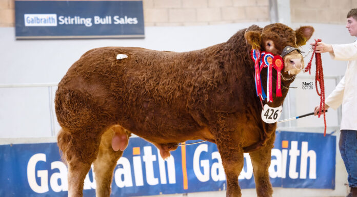 CONFIDENCE IN LIMOUSIN CONTINUES WITH STRONG ROBUST TRADE AT STIRLING