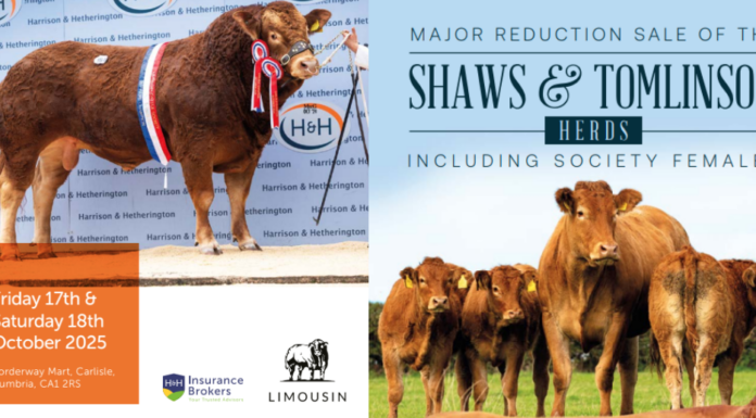 Carlisle Oct Sale featuring the Shaws and Tomlinson Herd Reduction Sales