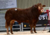 Buoyant trade as Limousin bulls sell to 12,000gns at Ballymena