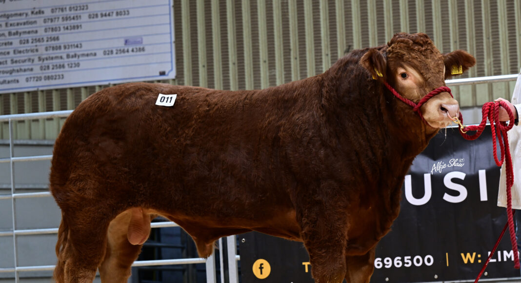 Buoyant trade as Limousin bulls sell to 12,000gns at Ballymena