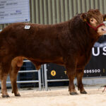 Buoyant trade as Limousin bulls sell to 12,000gns at Ballymena