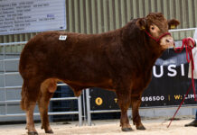 Buoyant trade as Limousin bulls sell to 12,000gns at Ballymena