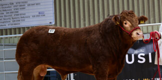 Buoyant trade as Limousin bulls sell to 12,000gns at Ballymena