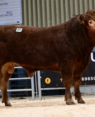 Buoyant trade as Limousin bulls sell to 12,000gns at Ballymena