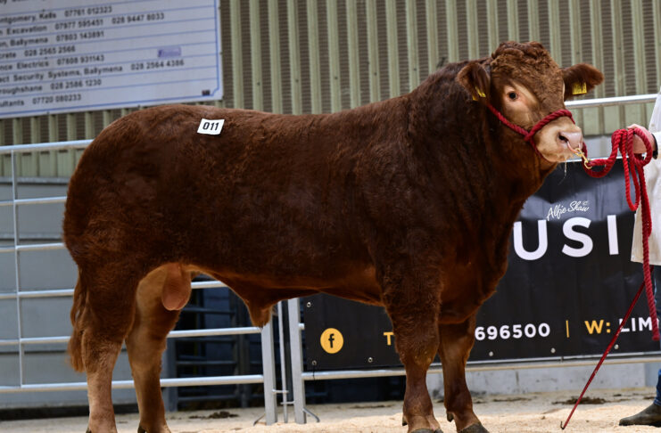 Buoyant trade as Limousin bulls sell to 12,000gns at Ballymena