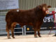 Buoyant trade as Limousin bulls sell to 12,000gns at Ballymena