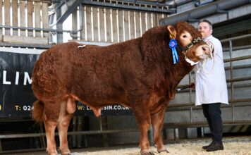 Commercial trade at Brecon tops at 7,000gns