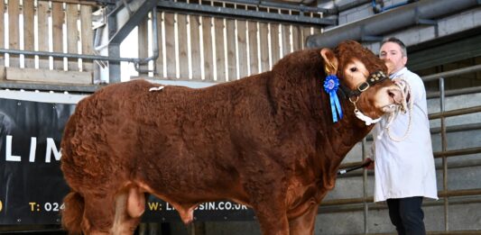 Commercial trade at Brecon tops at 7,000gns