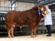 Commercial trade at Brecon tops at 7,000gns