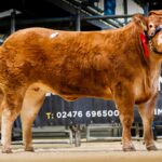 Red Ladies Sale Sees 20,000gns Top Price for Grahams Unexpected
