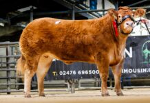 Red Ladies Sale Sees 20,000gns Top Price for Grahams Unexpected