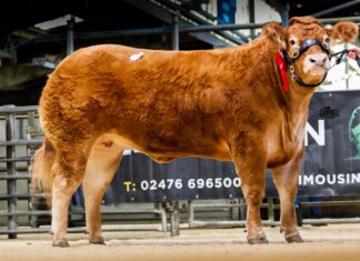 Red Ladies Sale Sees 20,000gns Top Price for Grahams Unexpected