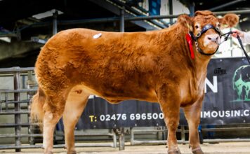 Red Ladies Sale Sees 20,000gns Top Price for Grahams Unexpected