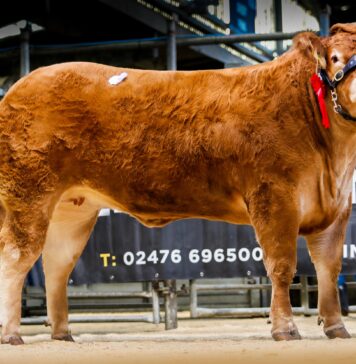 Red Ladies Sale Sees 20,000gns Top Price for Grahams Unexpected