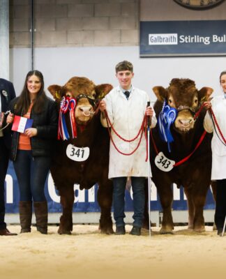 20,000GNS ANSIDE VULCAN TOPS THE TRADE AT STIRLING FEBRUARY BULL SALE