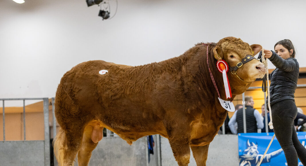 RONICK VAMPIRE TOPS STRONG COMMERCIAL TRADE AT THAINSTONE