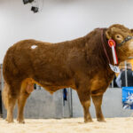 RONICK VAMPIRE TOPS STRONG COMMERCIAL TRADE AT THAINSTONE